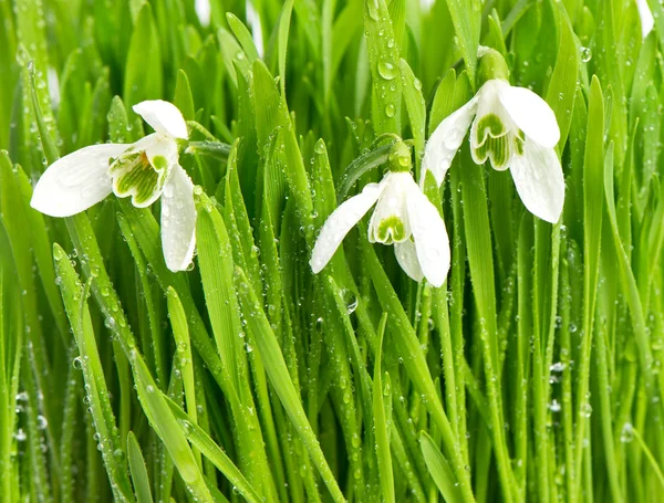 Snowdrops in green grass with water drops — Stock Photo, Image