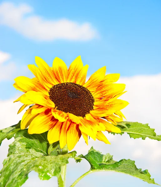 Beautiful sunflower over blue sky — Stock Photo, Image