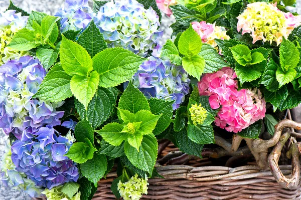 Färgglada hortensia buskar — Stockfoto