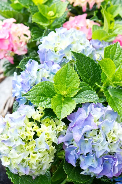 Färgglada hortensia buskar. vacker trädgård hortensia — Stockfoto