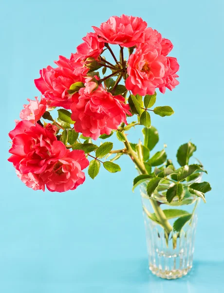 Boeket van roze wilde rozen in glas op blauwe achtergrond — Stockfoto