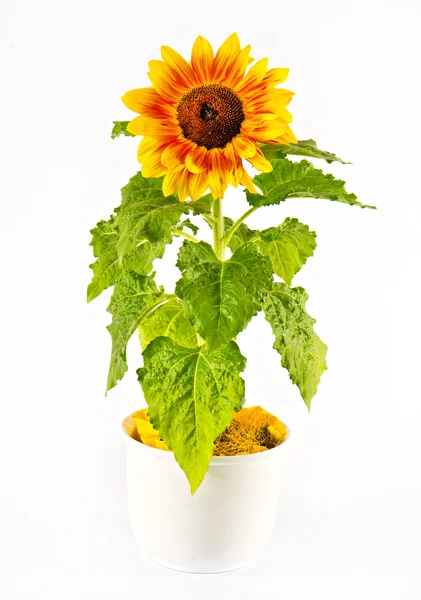 Beautiful sunflower — Stock Photo, Image