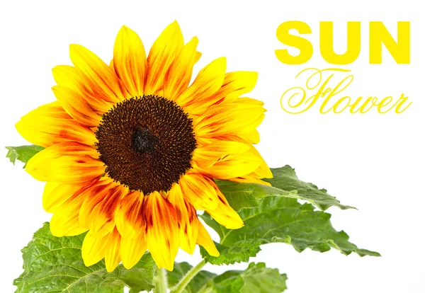 Beautiful sunflower — Stock Photo, Image