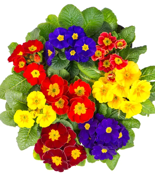 Colorful fresh spring primula flowers — Stock Photo, Image