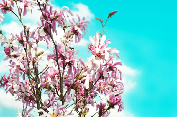 Beautiful spring magnolia — Stock Photo, Image