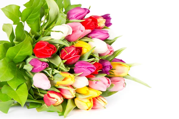 Colorful fresh spring tulips flowers on white — Stock Photo, Image