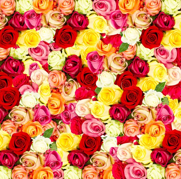 Rosas. campo de flores coloridas — Fotografia de Stock