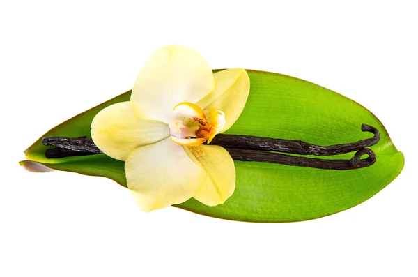 Vainas de vainilla y flor de orquídea con hoja verde — Foto de Stock