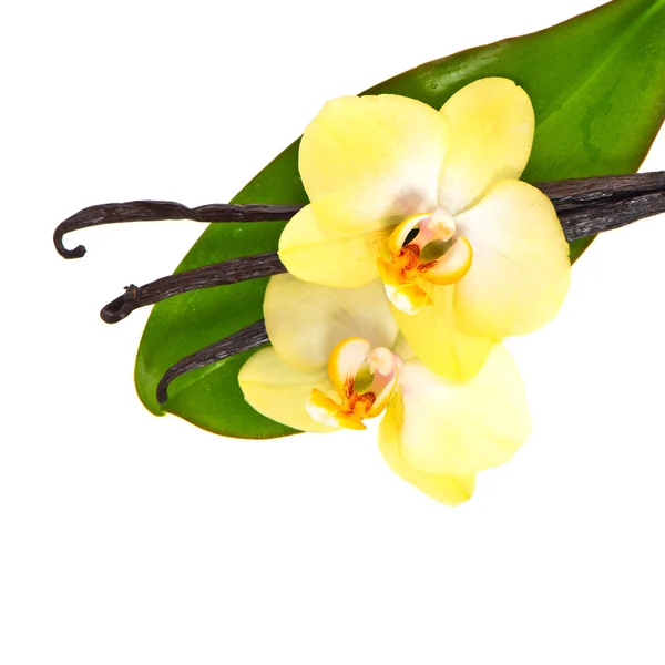 Vanillestokjes met orchideebloem en groen blad — Stockfoto