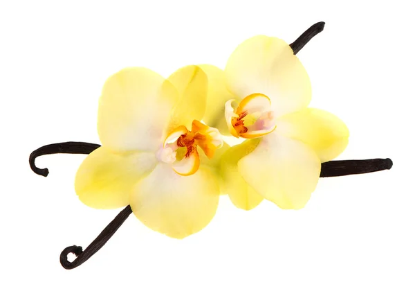 Baccelli di vaniglia e fiori di orchidea — Foto Stock