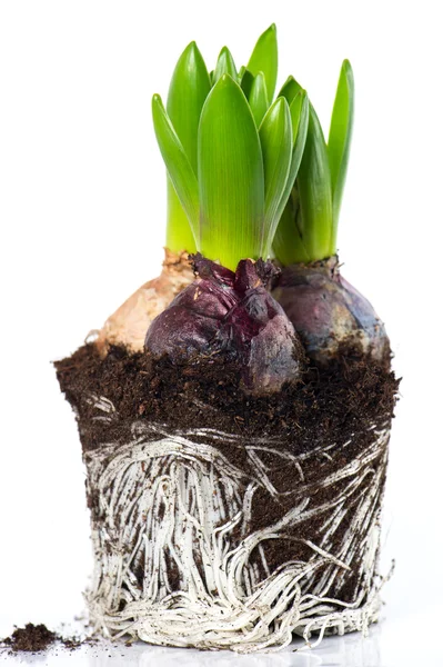 Spring flowers. hyacinth beginnings with roots and dirt — Stock Photo, Image