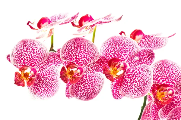 Schöne Orchideenblume auf weißem Grund — Stockfoto
