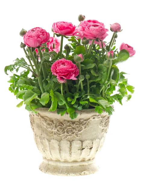 Beautiful pink ranunculus plant in pot on white — Stock Photo, Image