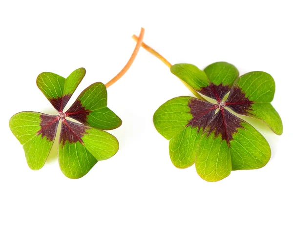 Fresh green four leaved clover plants — Stock Photo, Image