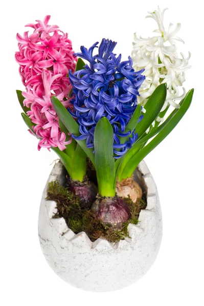 Rosa, blå och vit hyacint blommor — Stockfoto