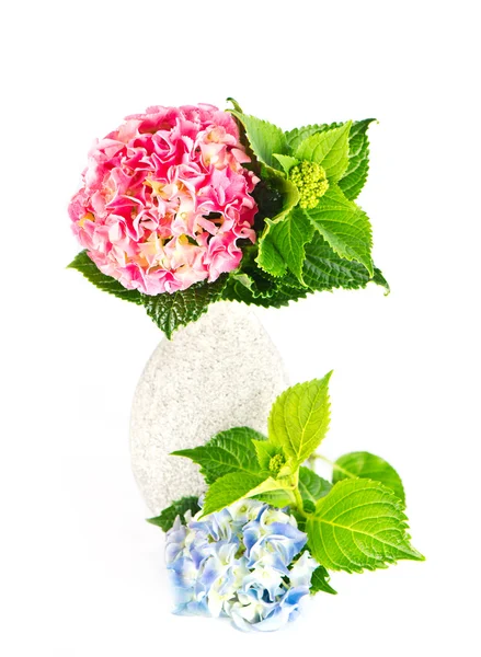 Blå och rosa hortensia blommar — Stockfoto