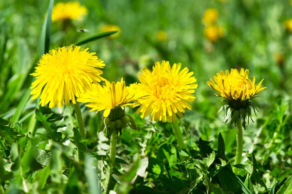 Dandelions in green grass — Stock Photo, Image