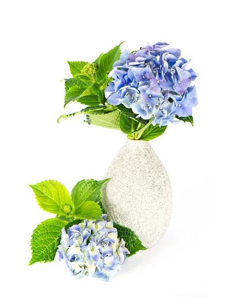 Blaue Hortensie. schöne Hortensie in der Vase — Stockfoto