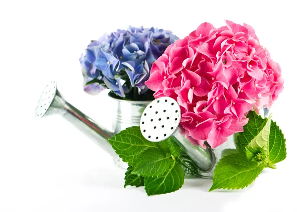 Blauwe en roze hortensia bloemen in gieter — Stockfoto