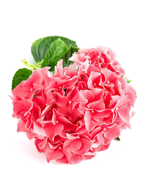 Roze hortensia bloem met groene bladeren — Stockfoto