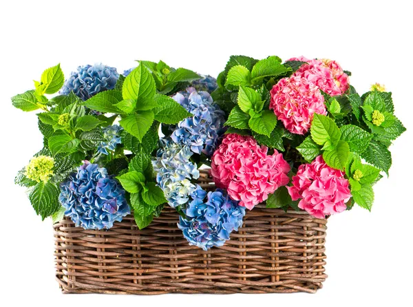 Blaue und rosa Hortensien im Korb — Stockfoto