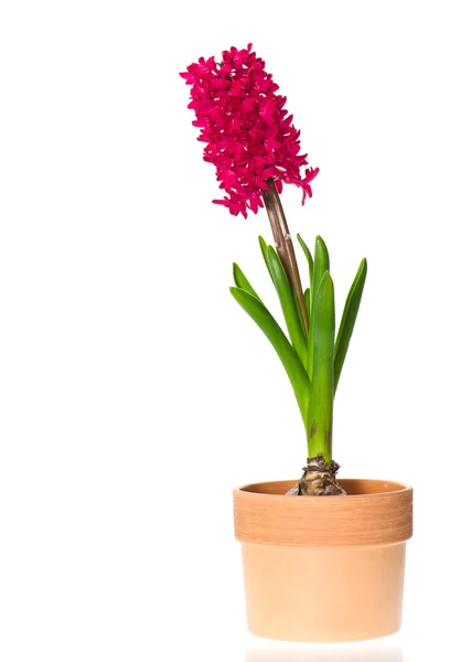 Flor de jacinto roxo fresco em vaso — Fotografia de Stock