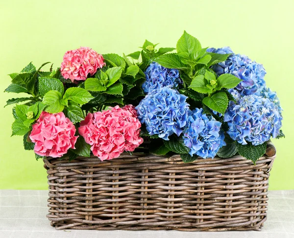 Blue and pink hortensia on green — Stock Photo, Image