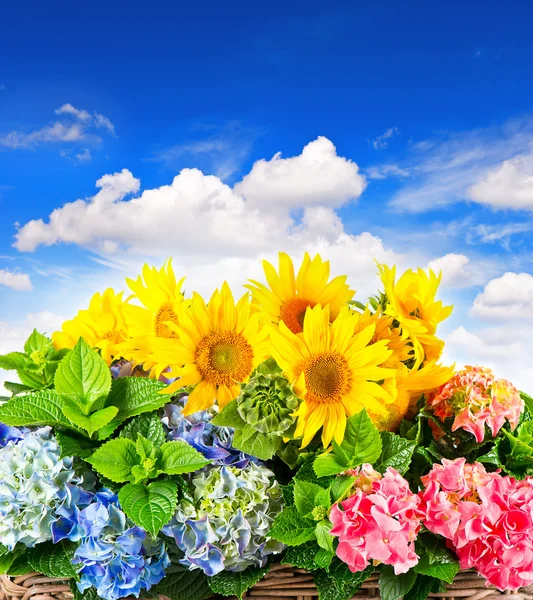 Girassóis coloridos e hortensia flores — Fotografia de Stock