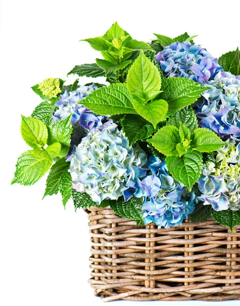 Blue hydrangea. beautiful hortensia on white background — Stock Photo, Image