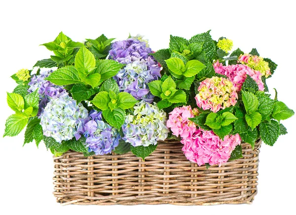 Vackra hortensia på vit bakgrund. färgglada hortensia — Stockfoto