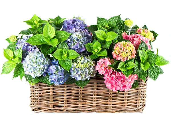 Färgglada hortensia buskar. vacker hortensia på vit backgrou — Stockfoto