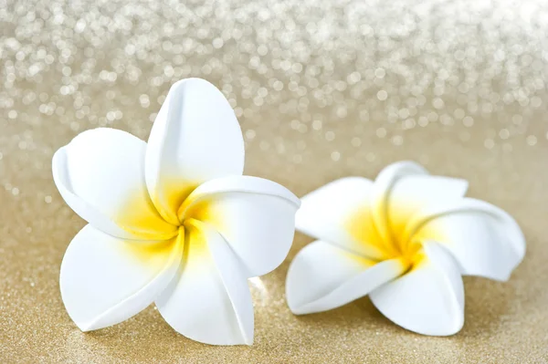 Frangipani spa flowers — Stock Photo, Image