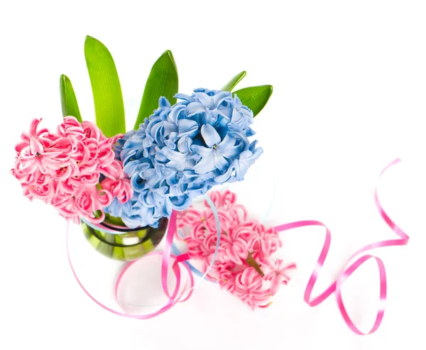 Świeże, niebieski i różowy wiosna kwiatów hiacyntu — Zdjęcie stockowe
