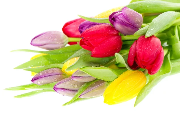 Барвистий букет з свіжих весняних квітів тюльпанів з краплями води — стокове фото