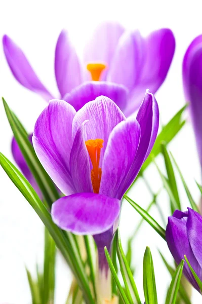 Närbild på vackra crocus vårblommor — Stockfoto