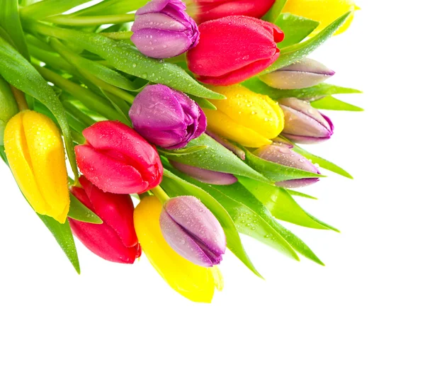 Buquê colorido de flores de tulipa de primavera fresca com gotas de água — Fotografia de Stock