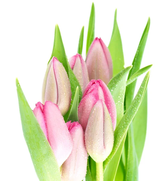 与水滴的新鲜春天的粉色郁金香花朵 — 图库照片