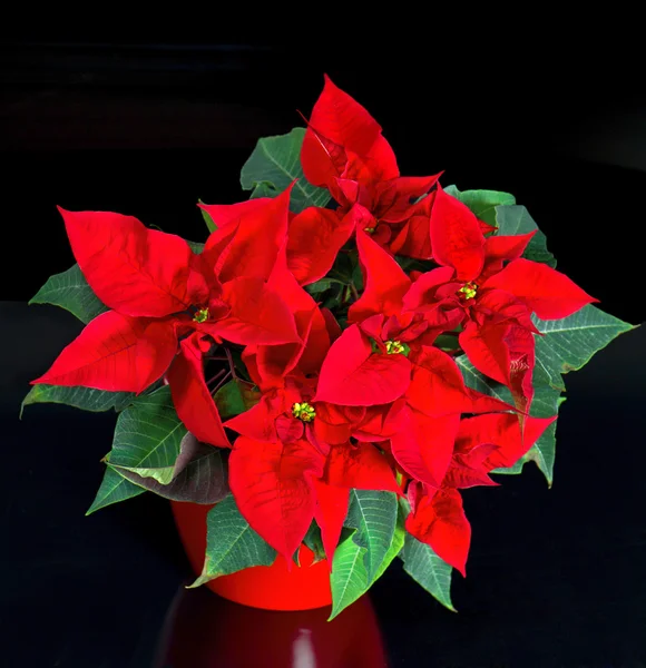 Vacker julstjärna. röd jul blomma — Stockfoto