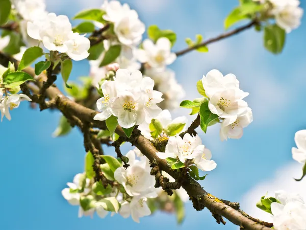 Bloeiende appelboom met witte bloemen — Stockfoto