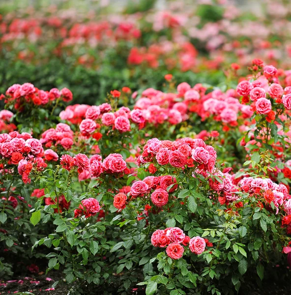 Belo jardim rosas — Fotografia de Stock