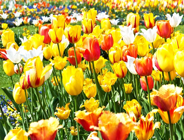 Cama de tulipanes coloridos — Foto de Stock