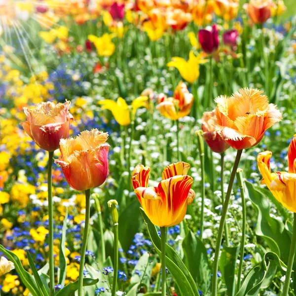 Coloridas flores de tulipán primavera — Foto de Stock