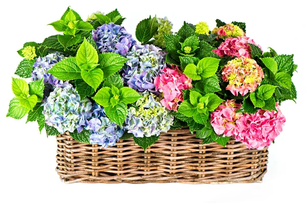 Beautiful hortensia isolated on white. colorful hydrangea in bas — Stock Photo, Image
