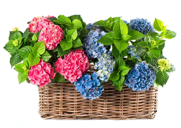 Colorful hydrangea bushes. beautiful hortensia — Stock Photo, Image