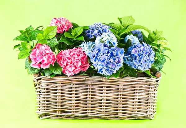 Blue and pink hydrangea. beautiful hortensia on green background — Stock Photo, Image
