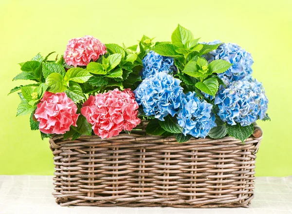 Beautiful pink and blue hortensia plants — Stock Photo, Image
