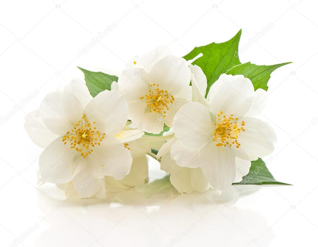 fresh jasmine flowers on white