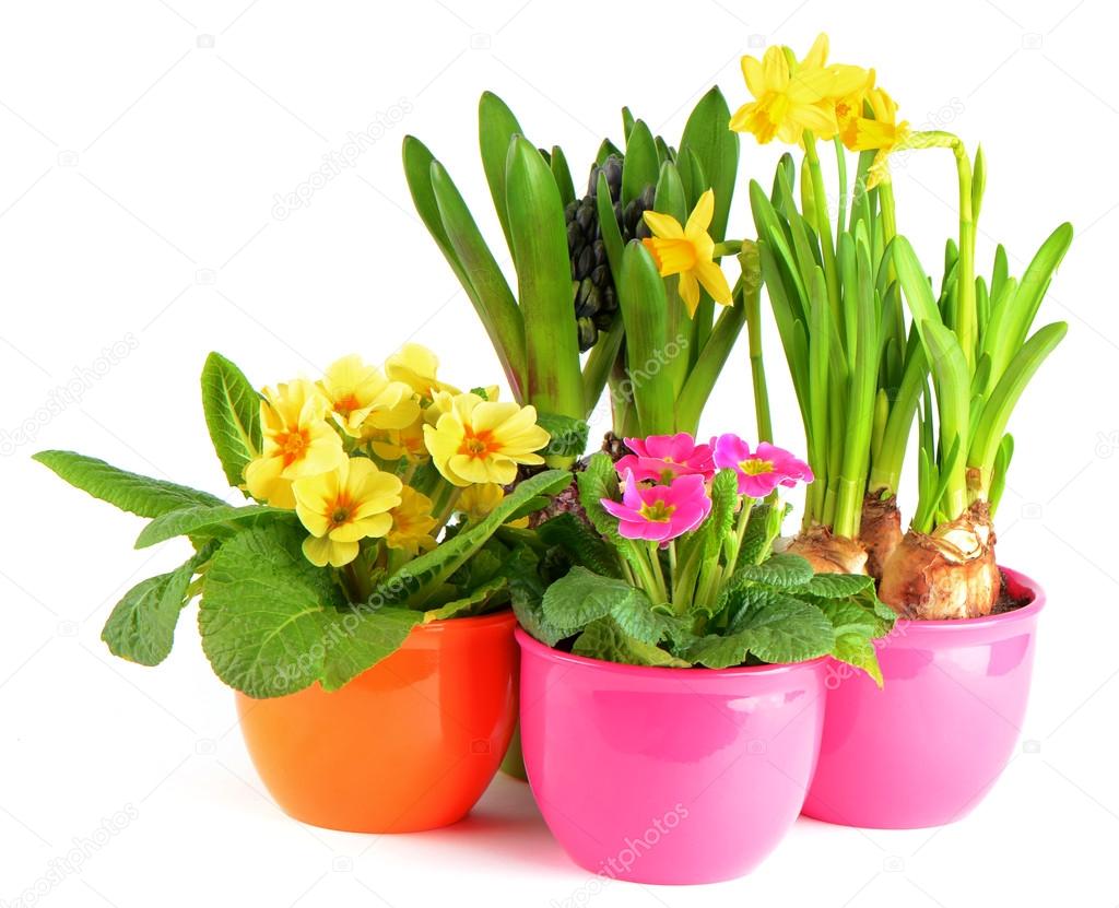 Colorful spring flowers in pots