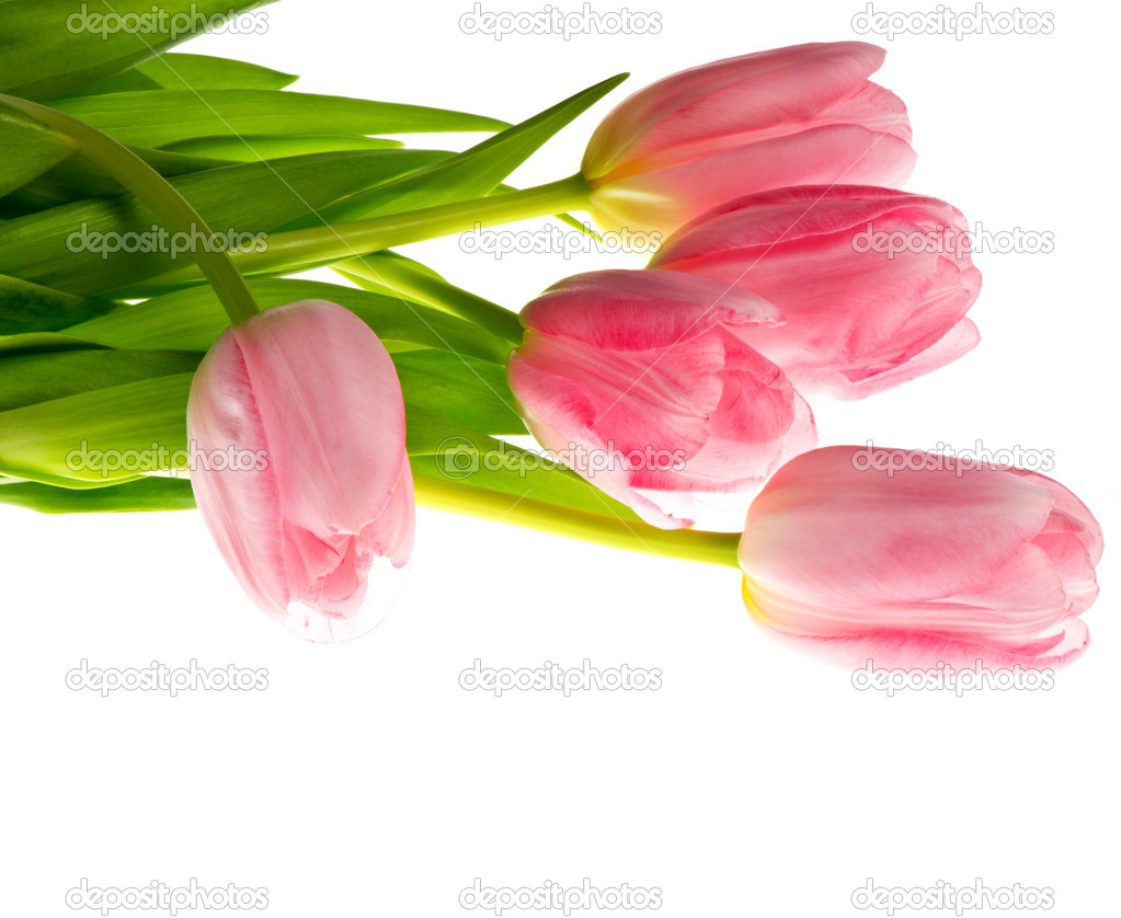 Close-up of pink tulips on a white background. Beautiful bouquet