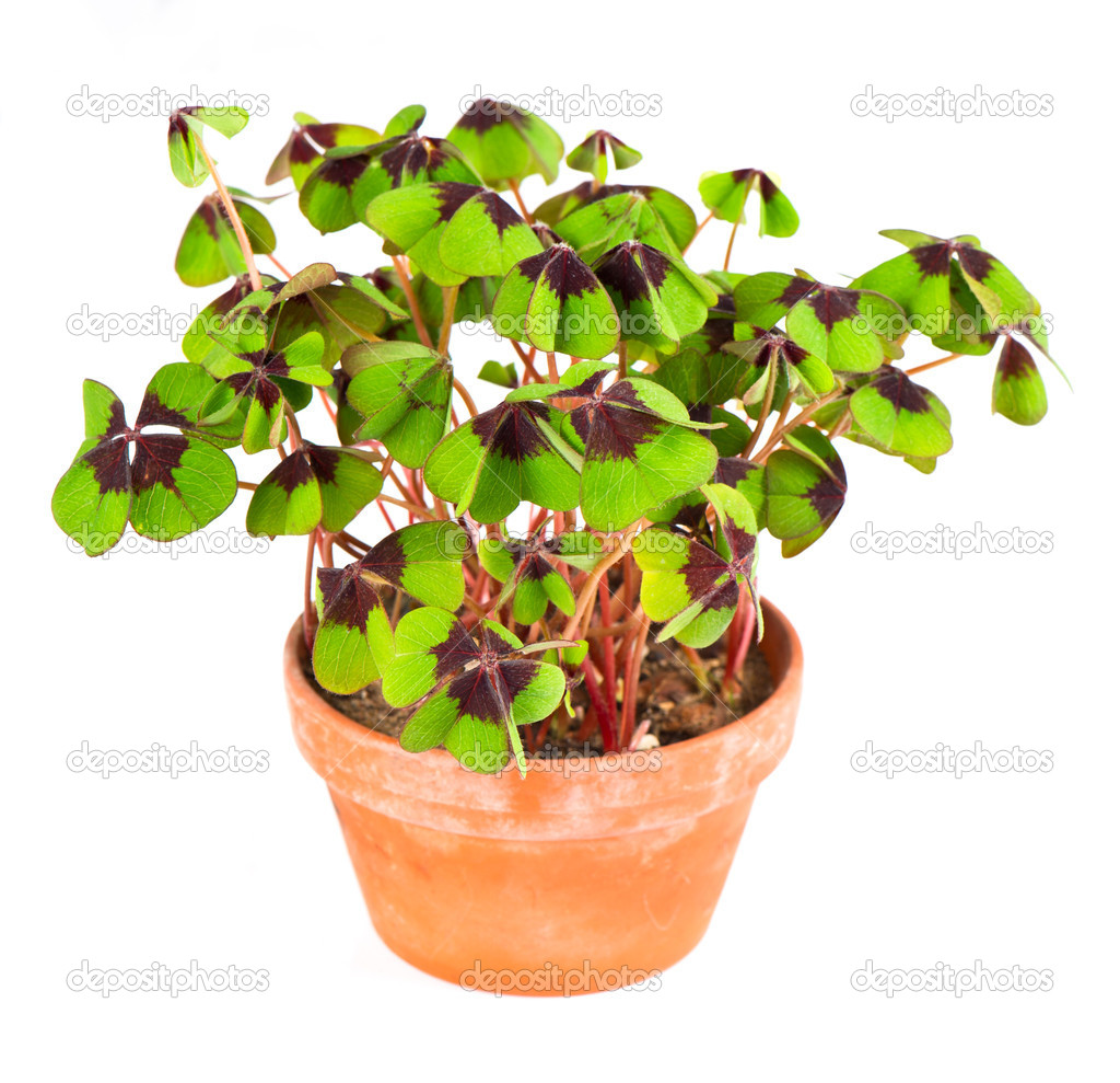 pot with four leaf clover plant